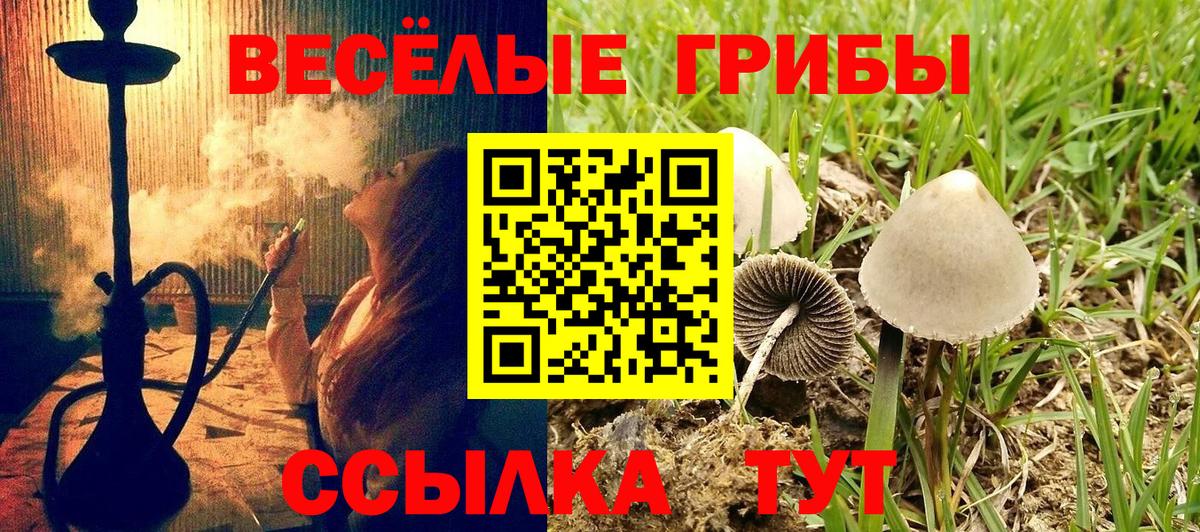 Псилоцибиновые грибы GOLDEN TEACHER Камышлов